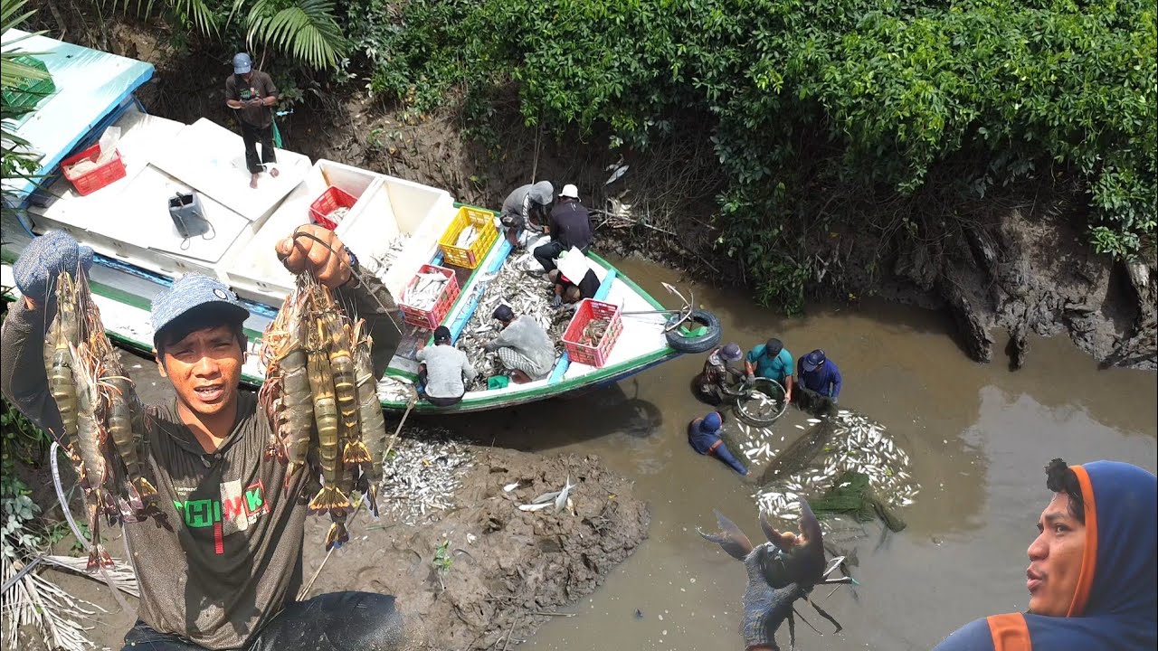 menangkap udang windu size jumbo saat panen ikan bandeng di tambak tradisional