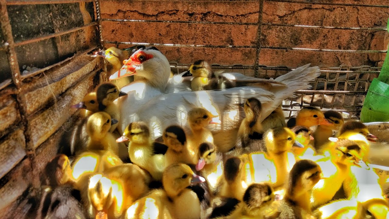 Minha Pata com 30 Patinhos