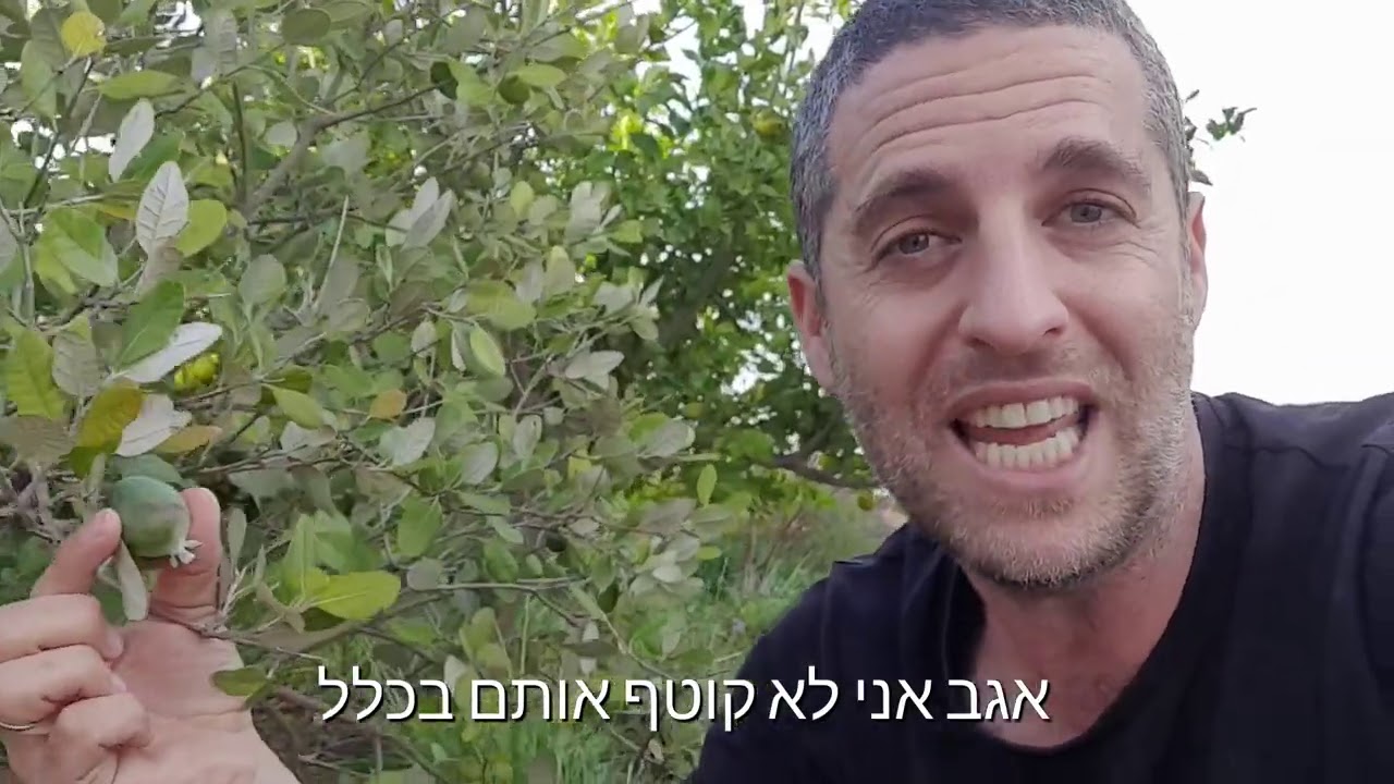 פג'ואה (פג'ויה) פרי טעים ושיח קטן לגינה ולמרפסת