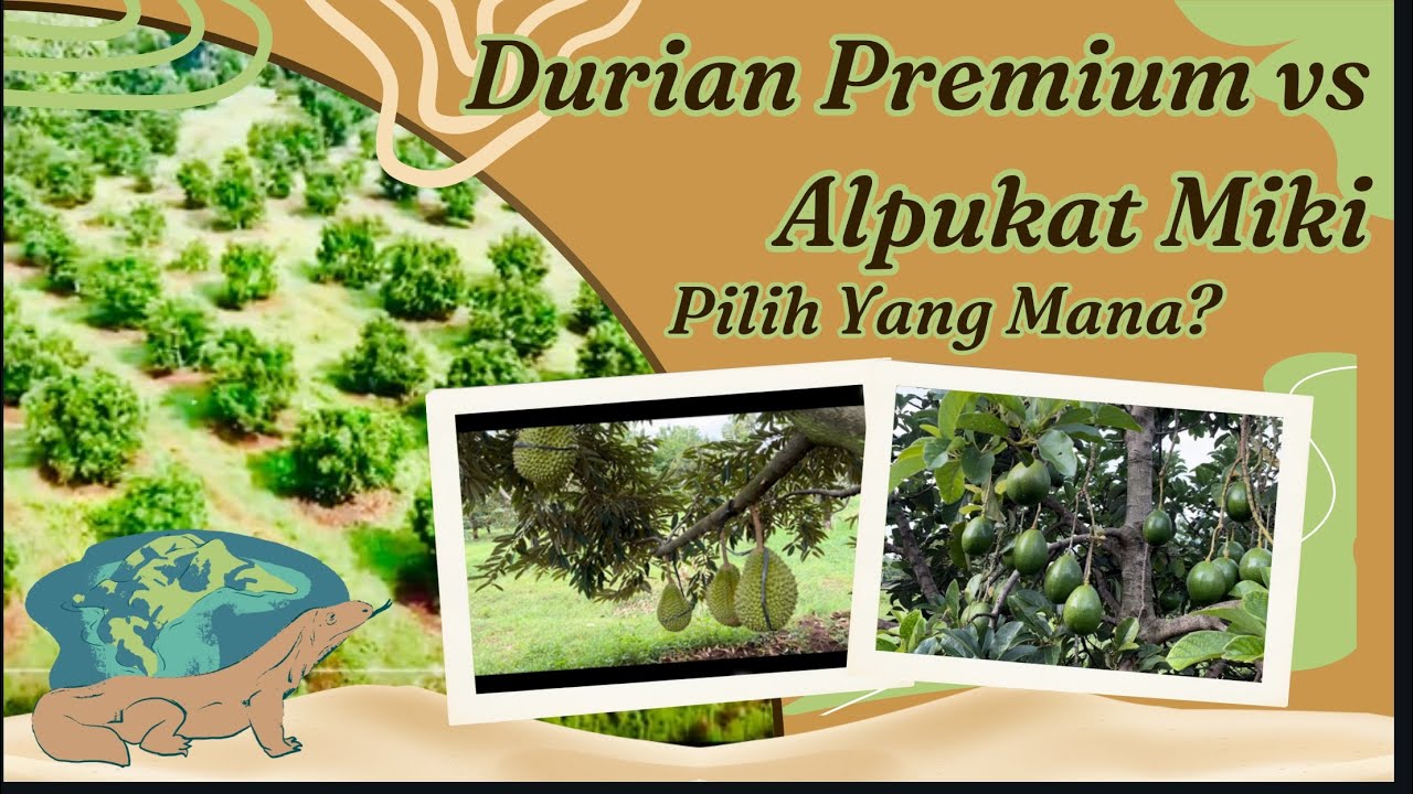 DURIAN vs ALPUKAT? MANA YANG LEBIH MENGUNTUNGKAN ?