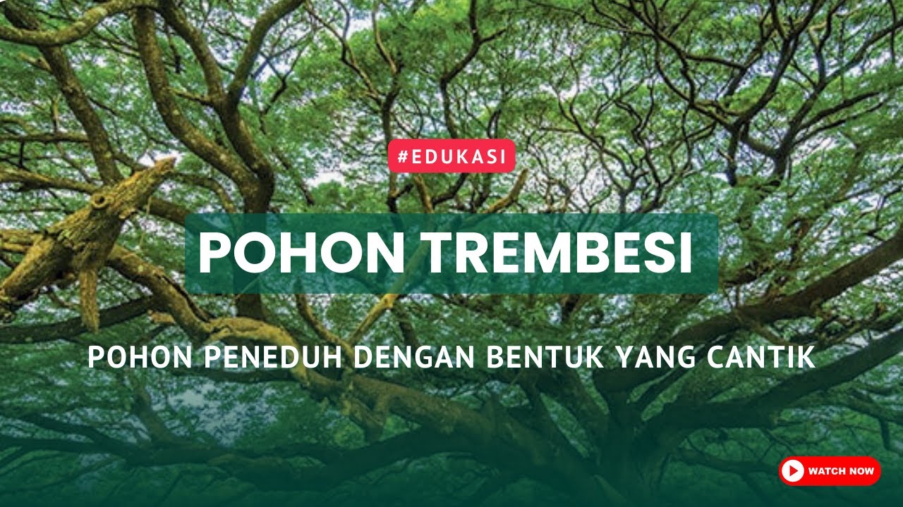 Trembesi, Pohon Peneduh dengan Bentuk yang Cantik