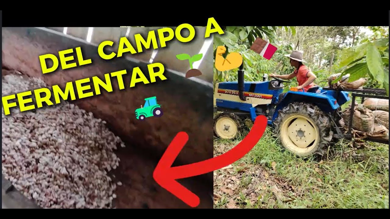 Otra forma de transportar el cacao al cajón fermentador 🍫🚜 | Trabajo real en la finca #cacao #finca