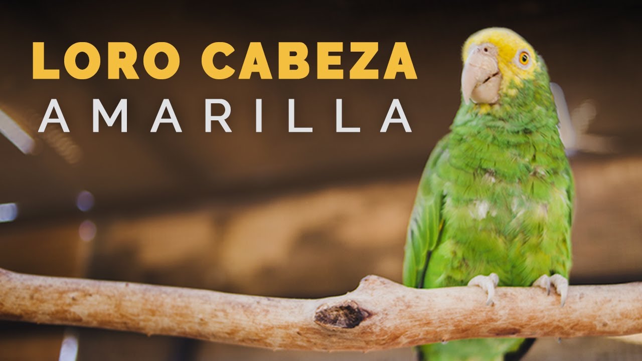 LORO DE CABEZA AMARILLA | Aves silvestres | Ensenada