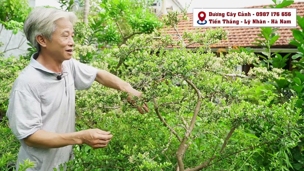 mẹo nhỏ mà thành công lớn để cho cây hải châu miền bắc sai quả  có trong clip 127 của DƯƠNG CÂY CẢNH
