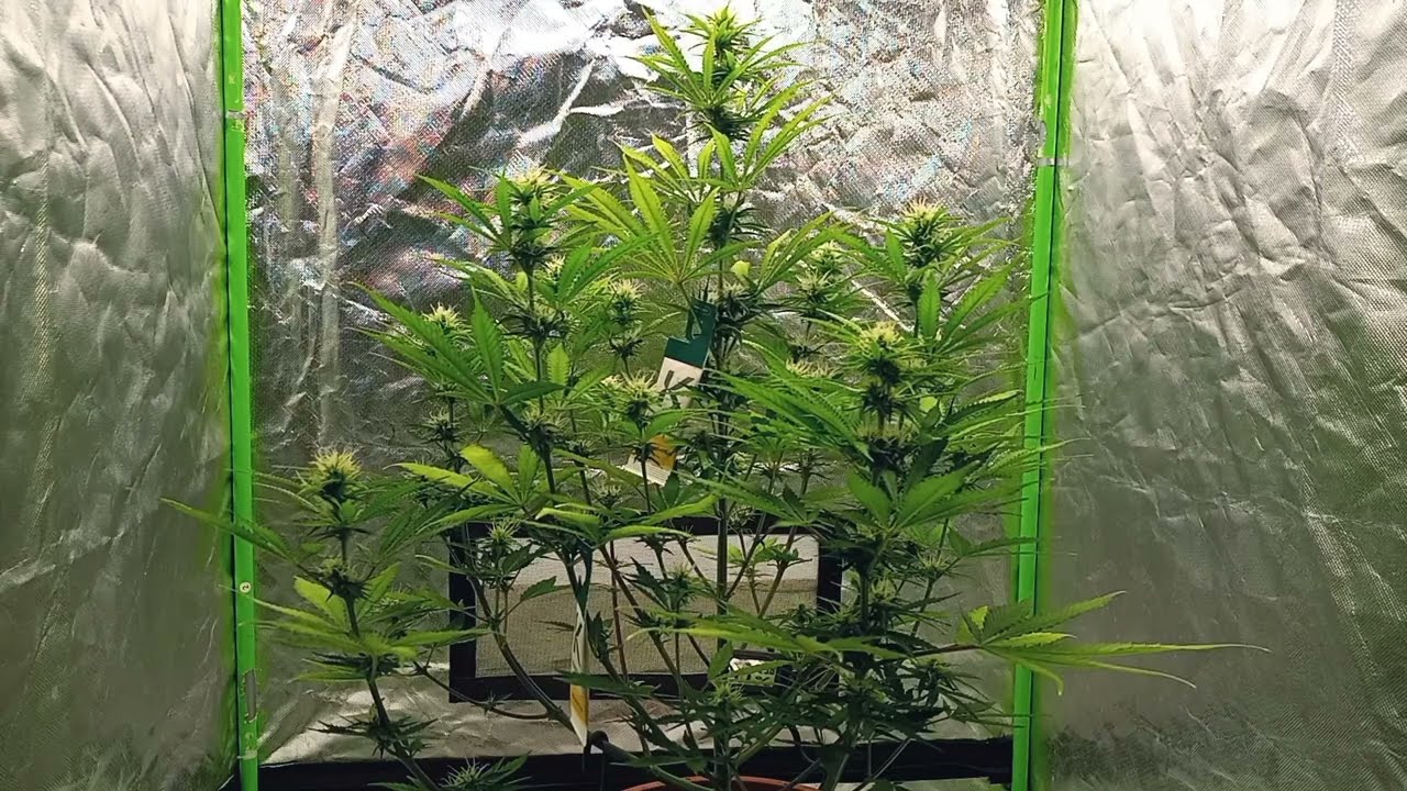 Homegrow Germany // Mac & Crack // Seedstockers// Woche 6// Spinnmilben // Raubmilben