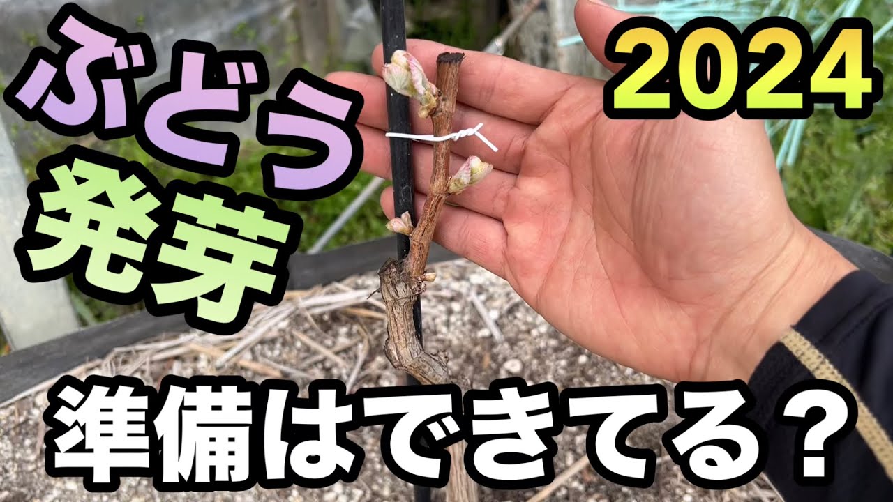 ぶどう発芽！！2024栽培スタート〜今年はあのぶどうを作ります〜2024-04-03