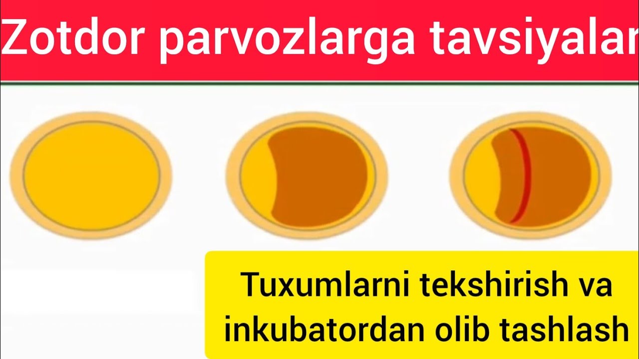 INKUBATOR VA KURK TOVUQ UCHUN SIFATLII TUXUM TANLASH