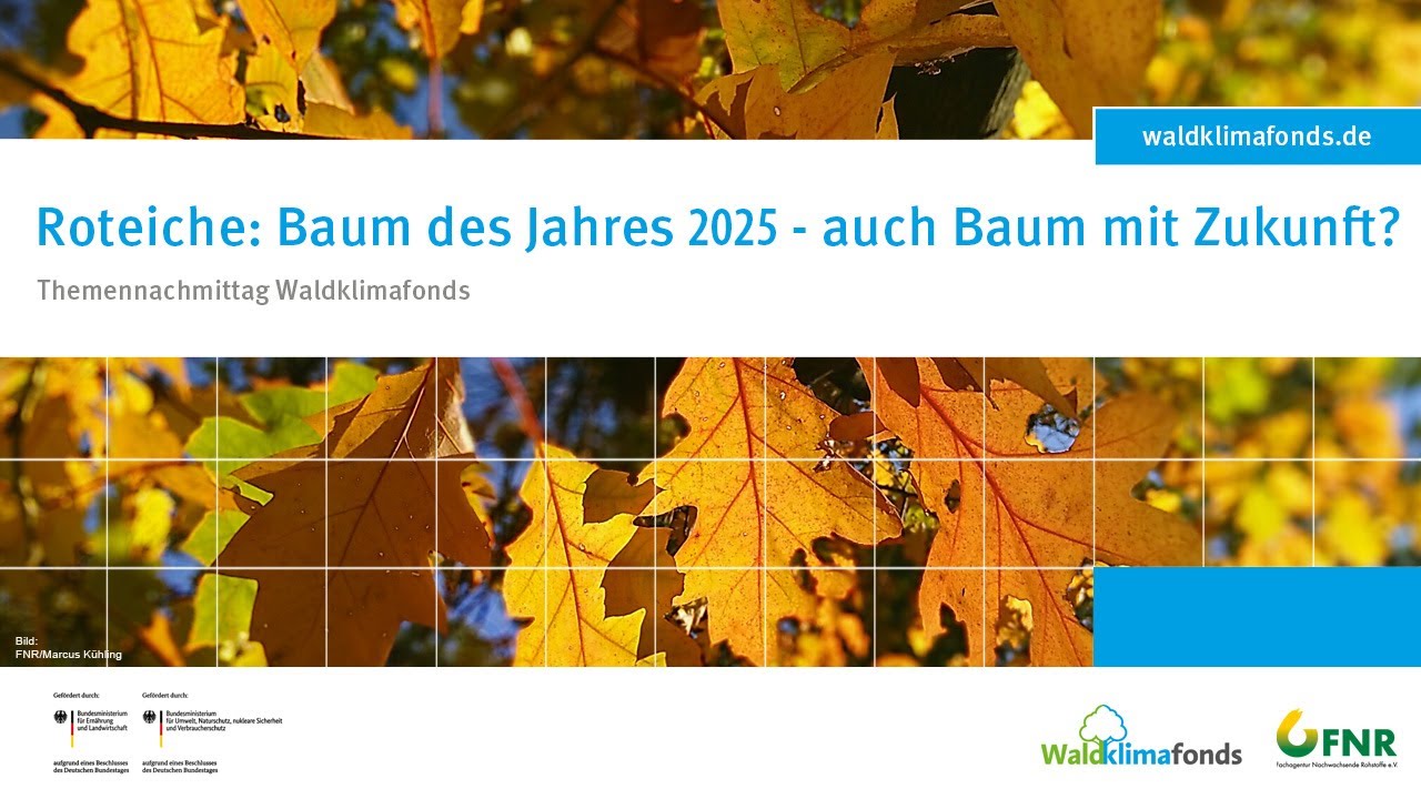 Roteiche: Baum des Jahres 2025 - auch Baum mit Zukunft? - Vorstellung Rubra Select (2/6)