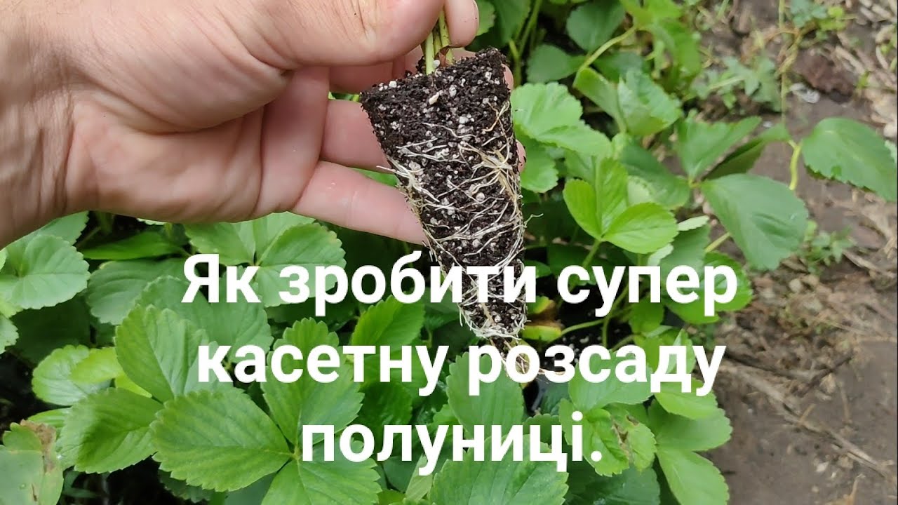 Супер касетна розсада полуниці за 20-25 днів