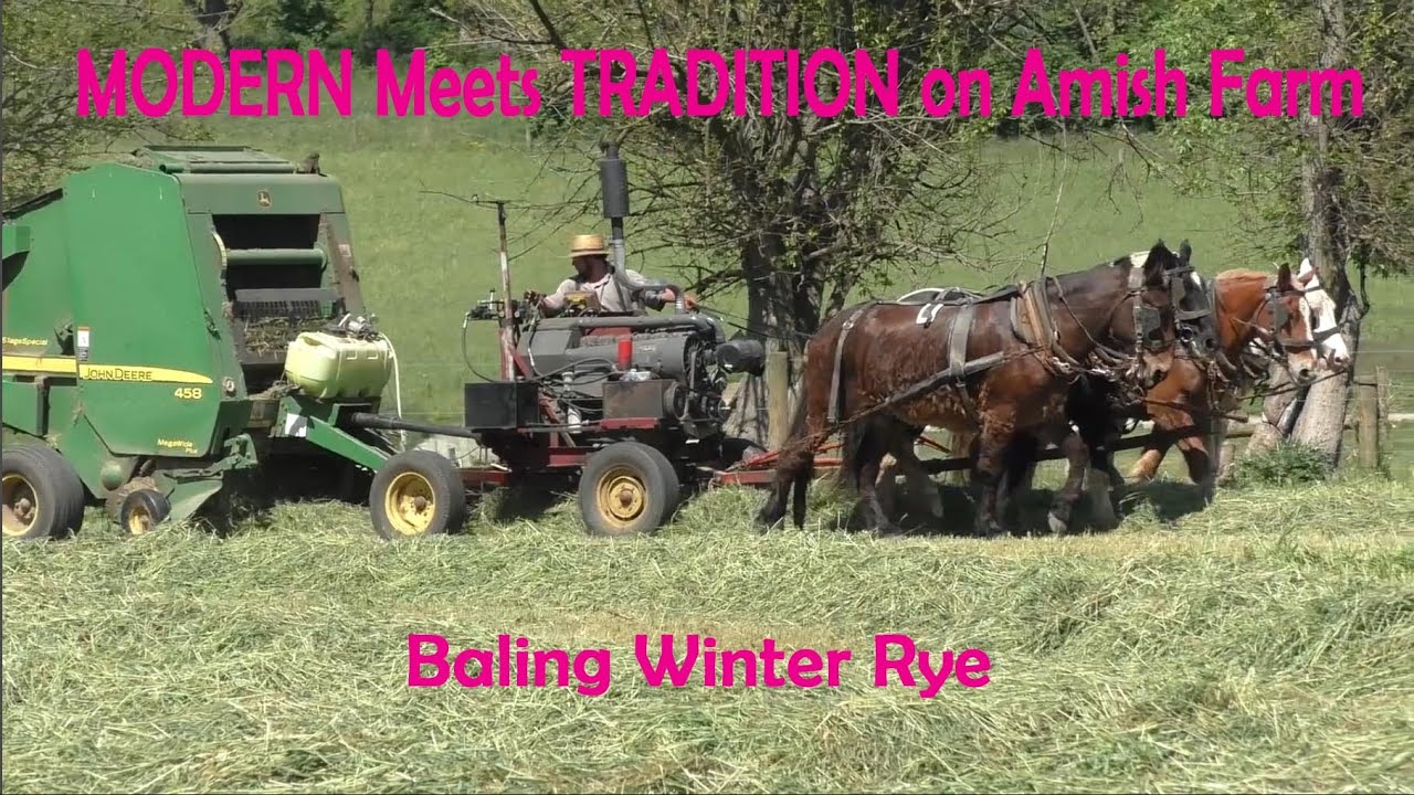 Baling Winter Rye with HORSES on an AMISH Farm in Lancaster County, PA