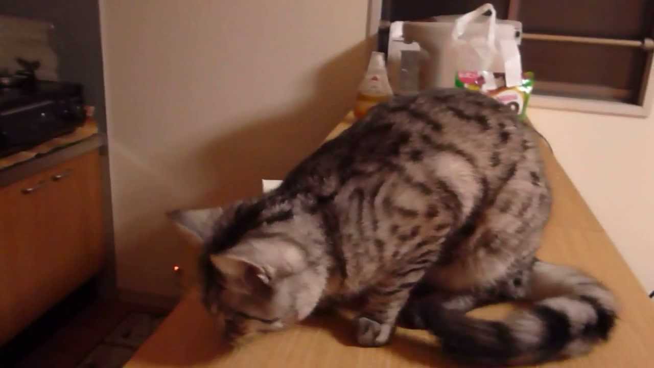 猫の酷い咳