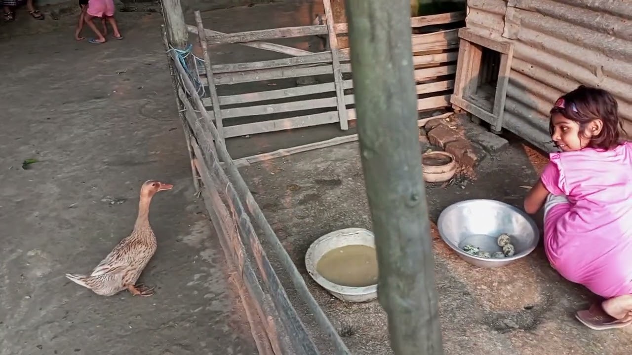 Rubaiya and Ramisa collecting natural Duck egg # হাঁসের ডিম সংগ্রহ করছেন