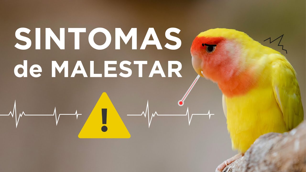 ¿Tu lorito está ENFERMO? 👩‍⚕️ DETECTA las SEÑALES a tiempo