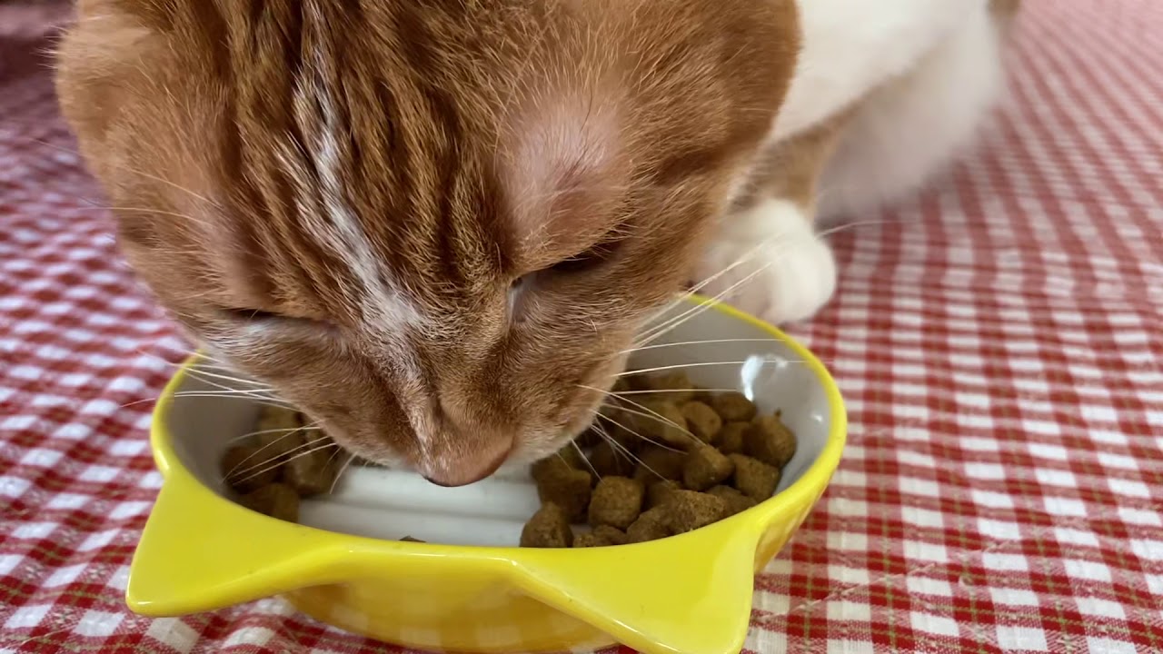 ASMR 猫がカリカリご飯を食べる音 #2