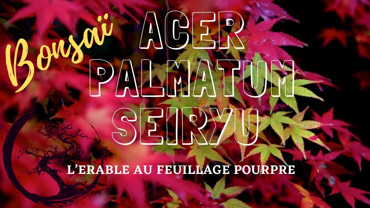 🌳 BONSAÏ ÉRABLE SEIRYU 🌳 L’érable au feuillage Pourpre 🍁