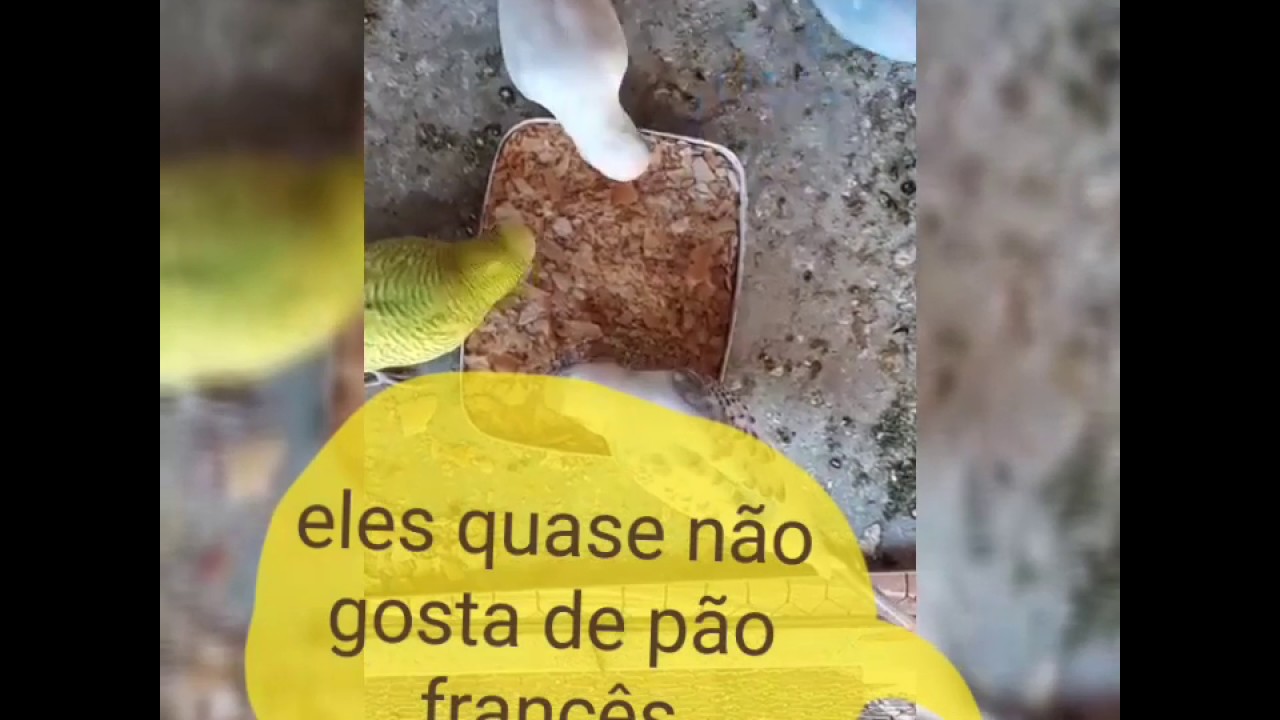 DANDO FARELO DE PAO FRANC&Ecirc;S  PARA OS PERIQUITOS AUSTRALIANO