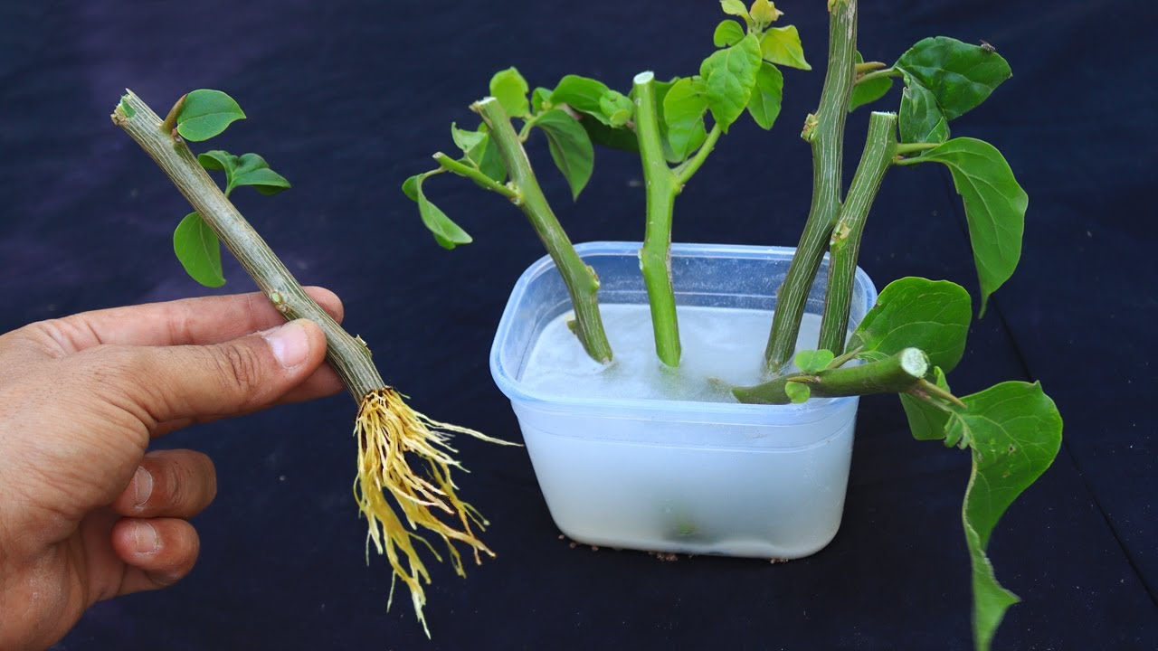 تقنية رهيبة لتجذير اى غصن🌿مهما كانت صعب باسرع وقت وبدون فشل