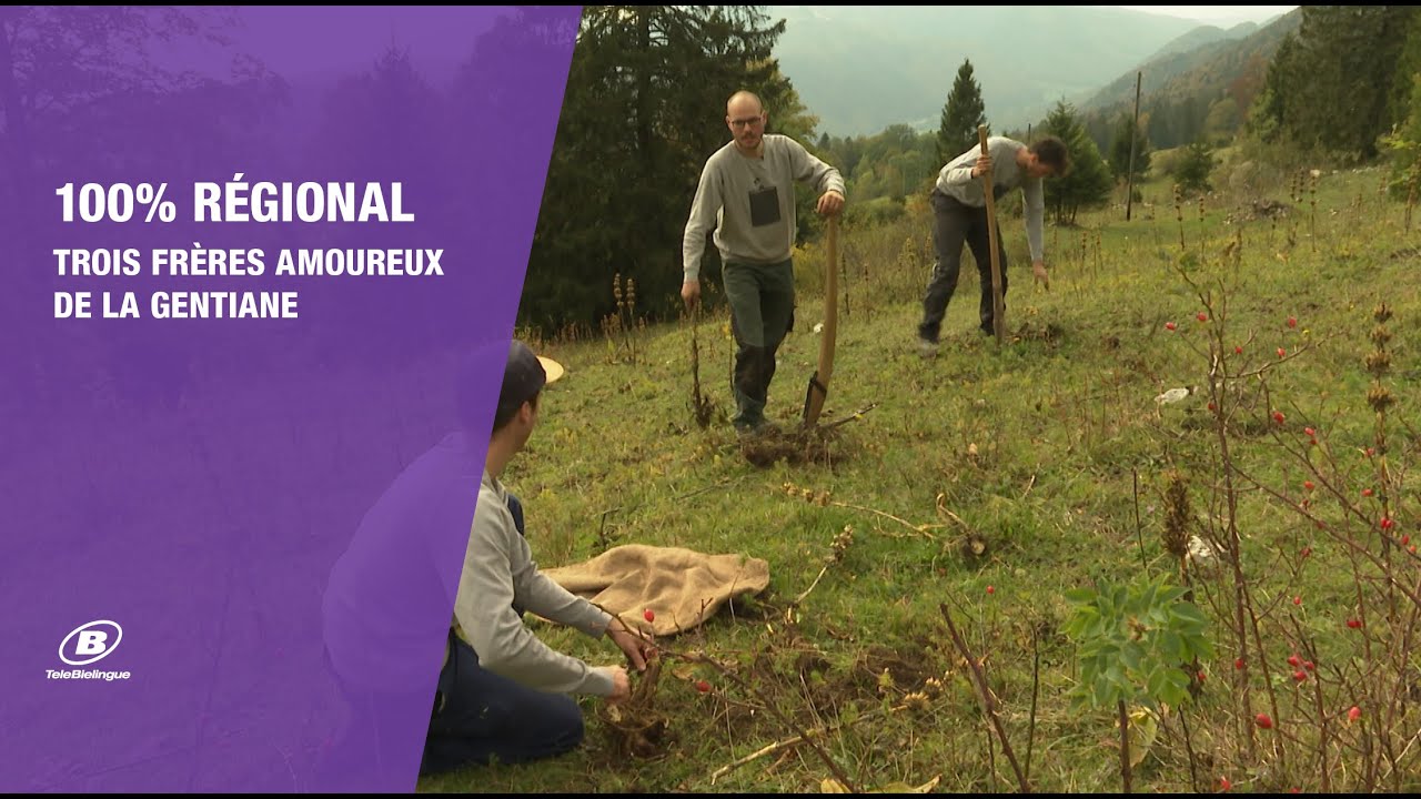 100% RÉGIONAL: Trois frères amoureux de la gentiane  / TeleBielingue