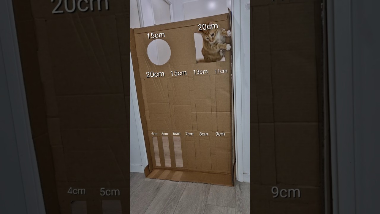 Cat Tries the Cardboard Challenge — Can She Escape the Maze? 😹