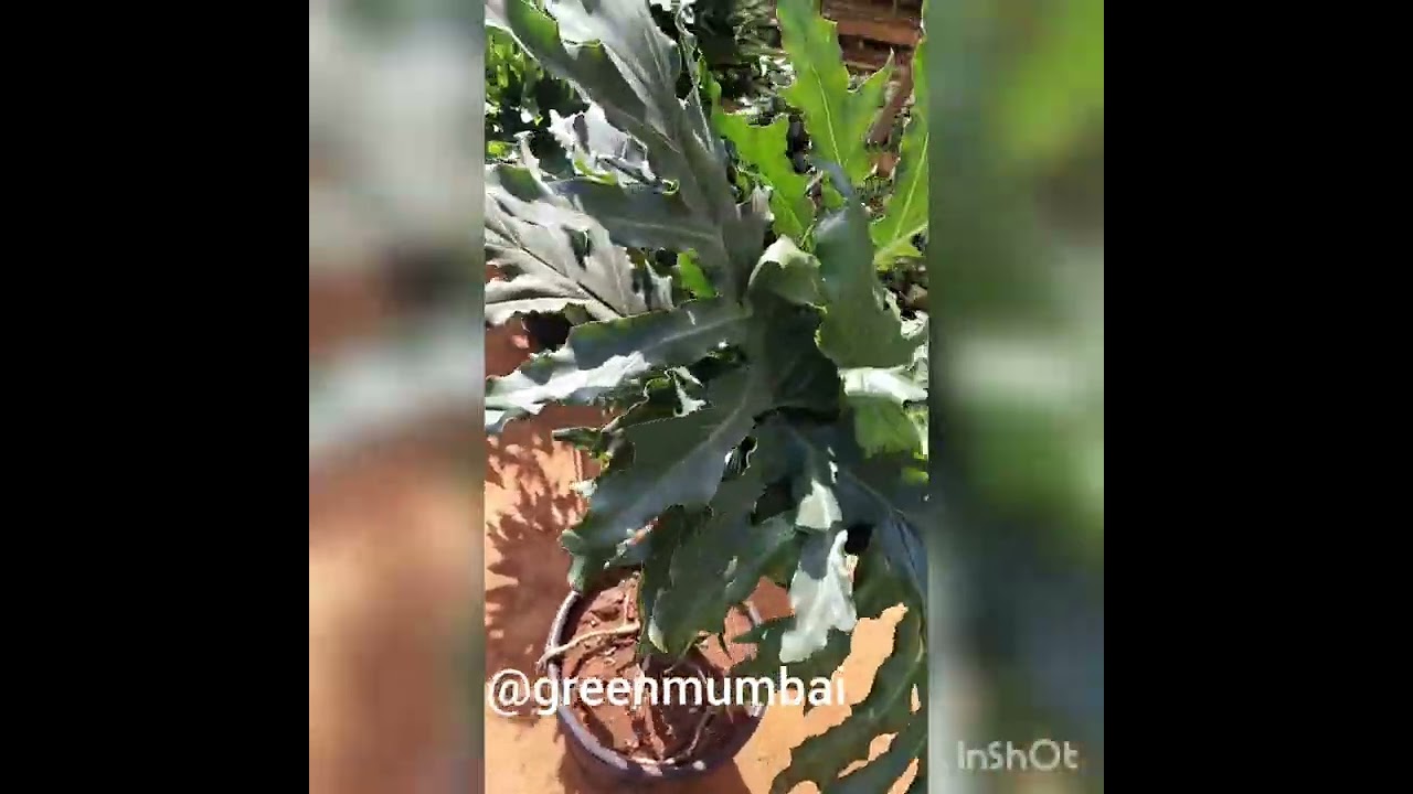 Thaumatophyllum xanadu Plant, Monstera Xanadu