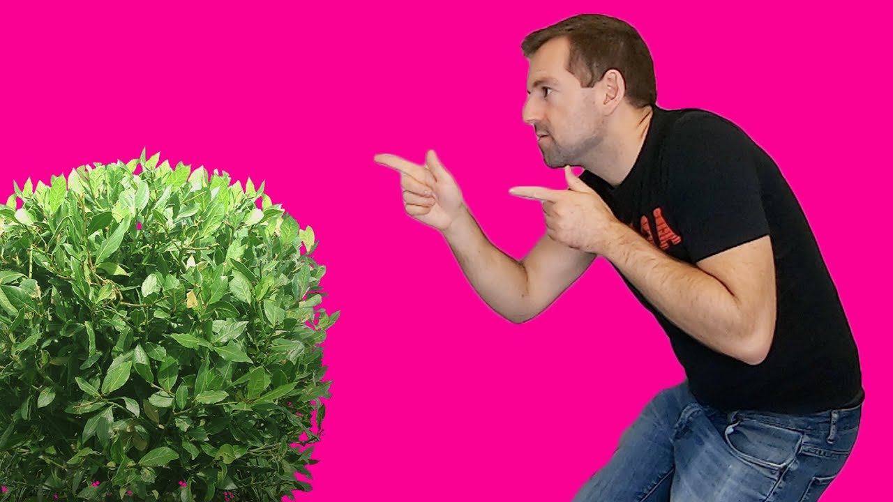 English Challenge! Duck or Dodge?