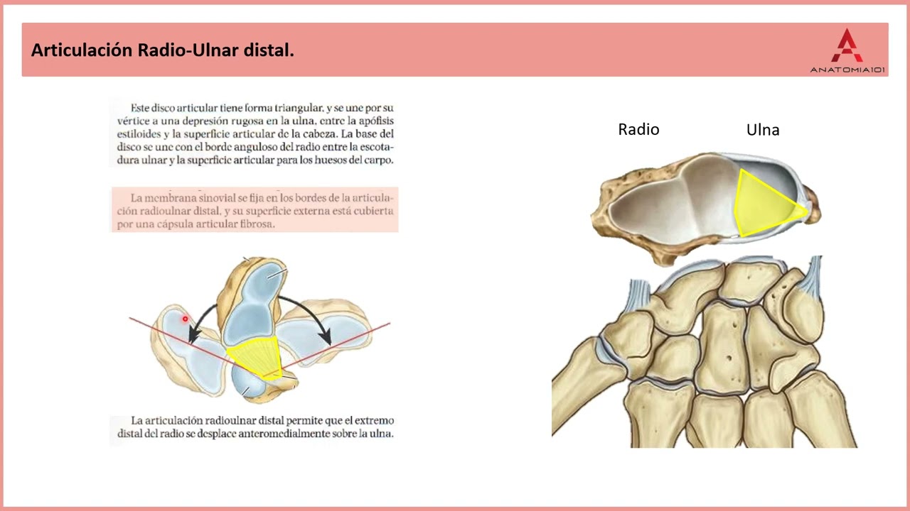 69. La articulación radio-ulnar distal. Clase de Anatomía Humana de Gray.