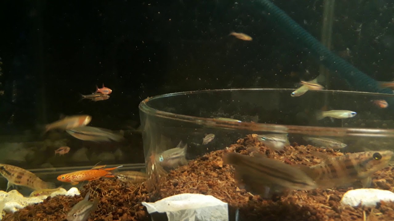 betta sp bungbinh - betta b&ugrave;ng binh , boraras merah, trichopsis pumila, betta siamorentalis