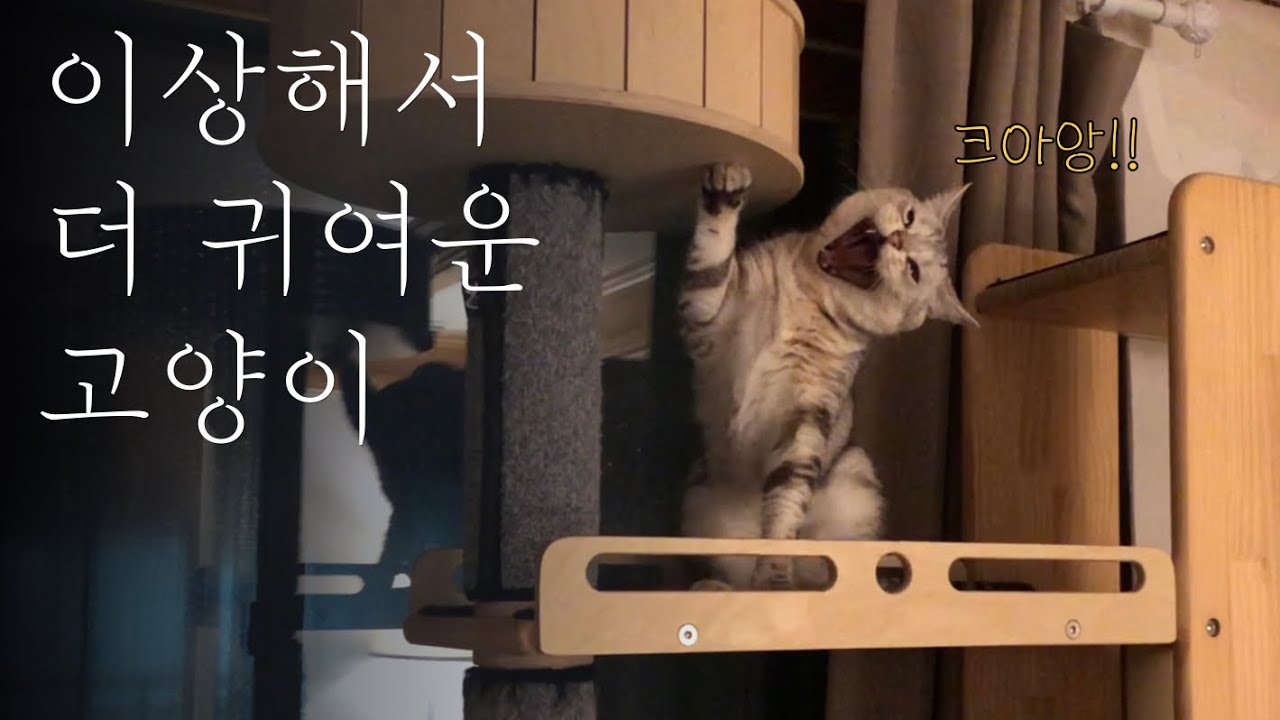 고양이는 이상해서 더 귀여워! (재업)