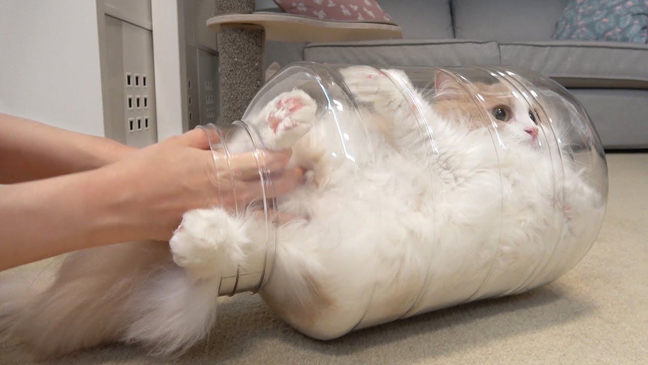 고양이 진짜 어디까지 들어갈 수 있을까?