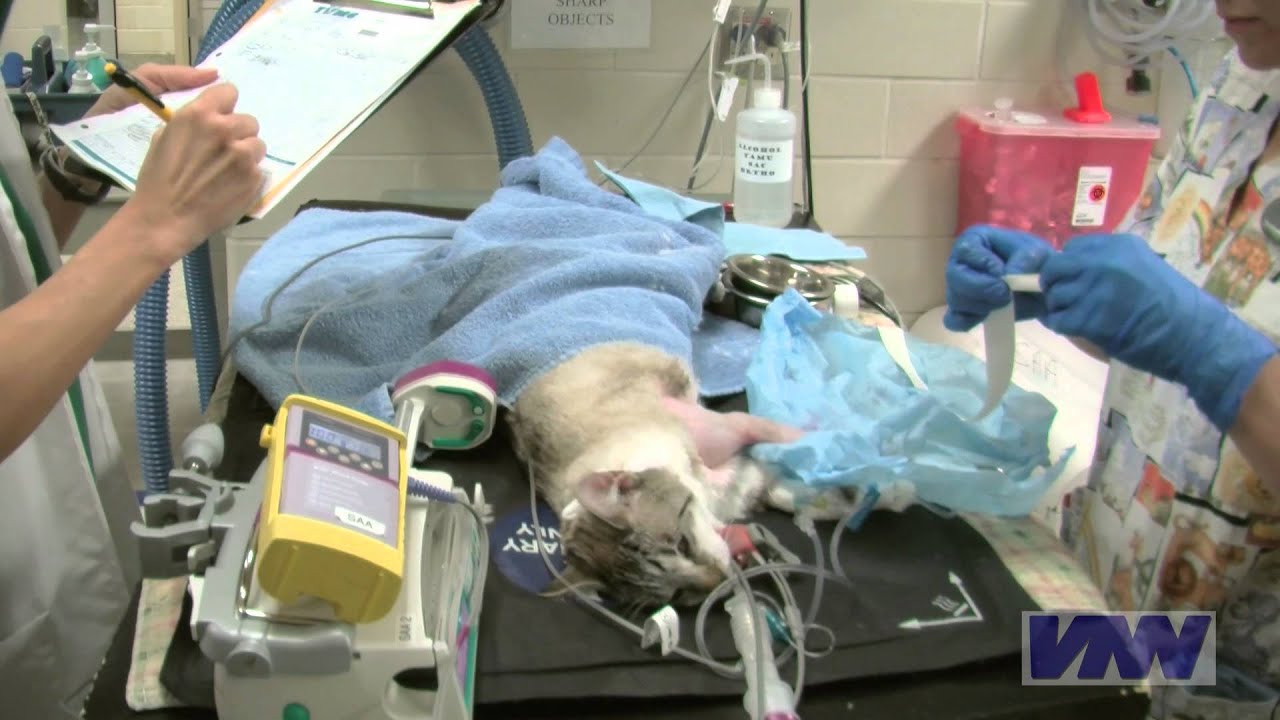 The Safety of Today's Veterinary Anesthesia