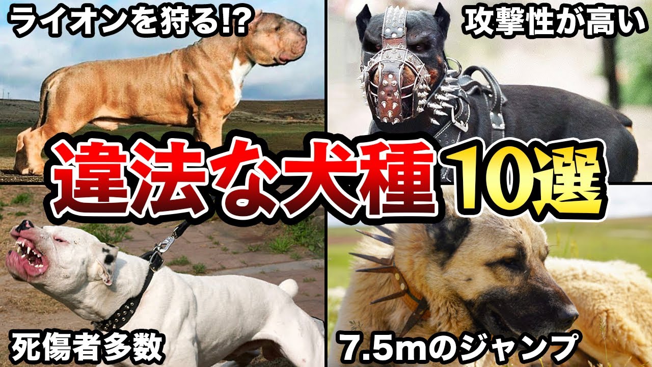 【飼ってはいけない】飼育が禁止されている違法な犬種10選