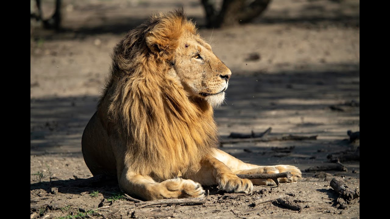 Serengeti Safari - Ndutu Series, Episode Two