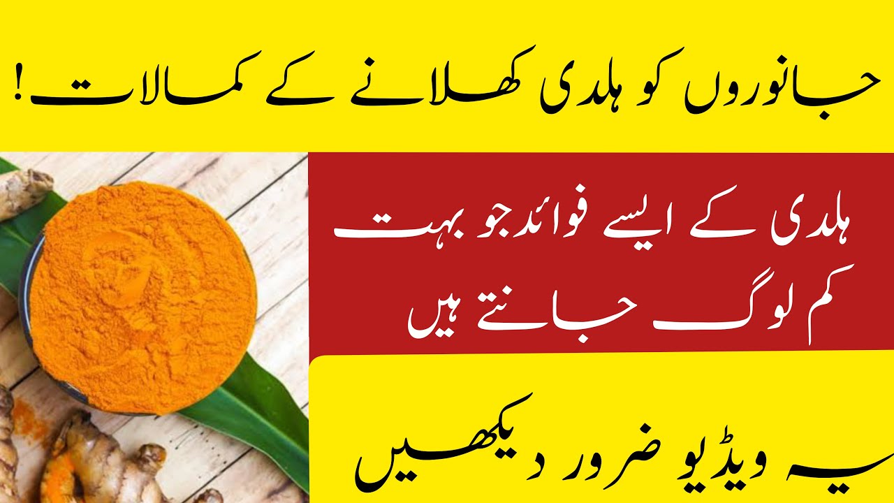 Haldi K Faidy | Haldi Benefits For Dairy Animals | جانوروں کو ہلدی کھلانے کے فائدے