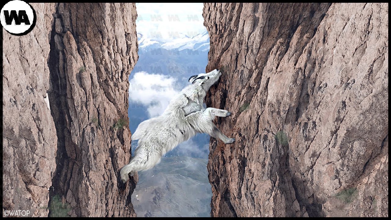 Voici Pourquoi un Bouc Risque sa Vie