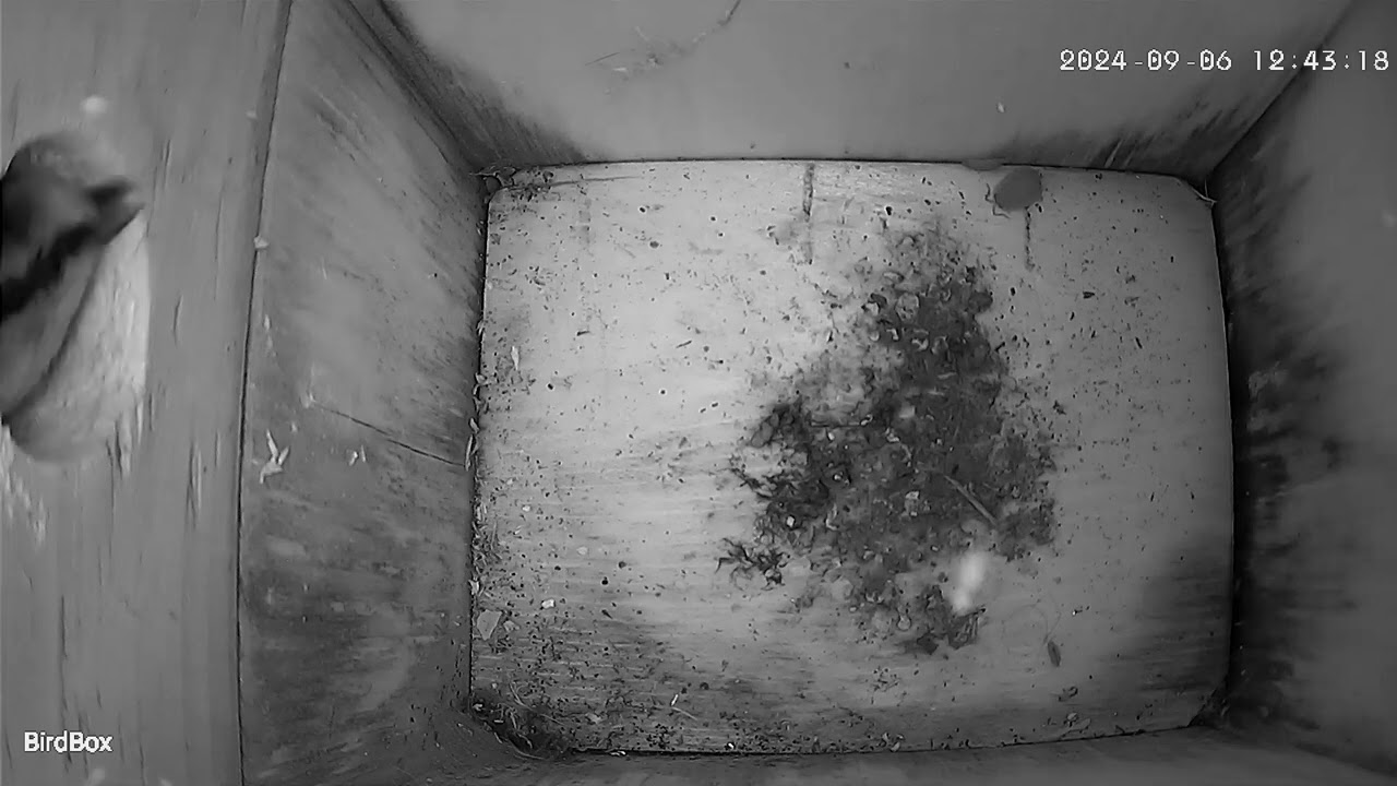 Testing the hole from the outside! #nestbox #nestboxcamera