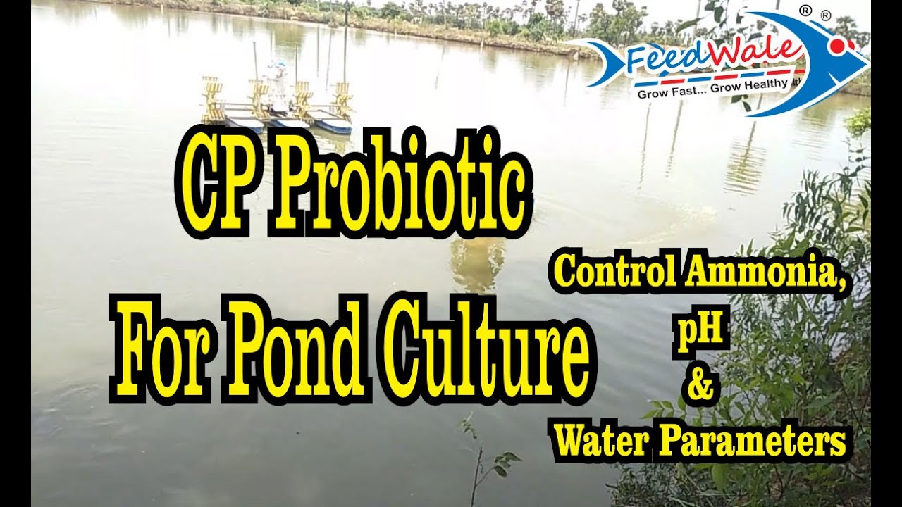 CP Probiotic EcoBac Pond Culture Talao Ke Liye. Ammonia pH Aur Paani Ke Parameters Ko Control Karega