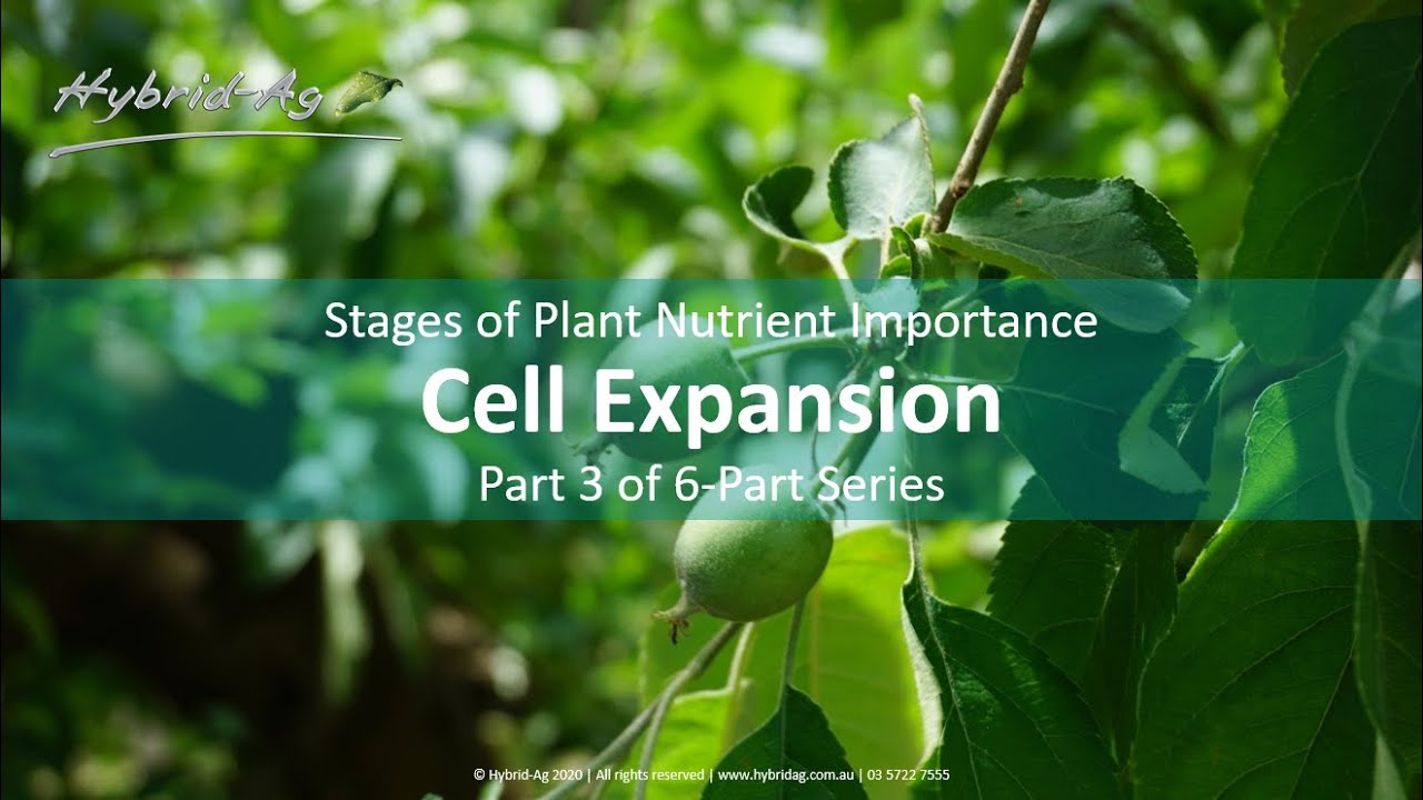 Cell Expansion