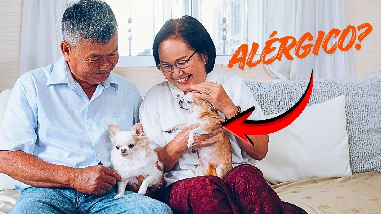 PESSOAS SE CONFUNDEM SOBRE ALERGIA DOS CÃES E ACABAM ERRANDO NO TRATAMENTO