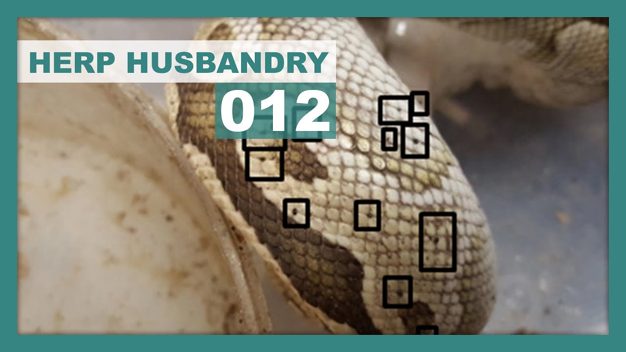 Getting a Snake? Make sure it's not Sick!