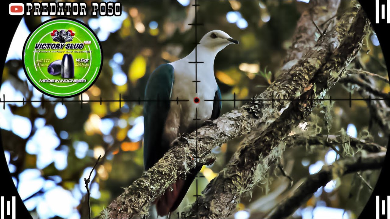 BANYAK SEKALI BURUNG PERGAM DI POHON INI / BERBURU BURUNG PERGAM 