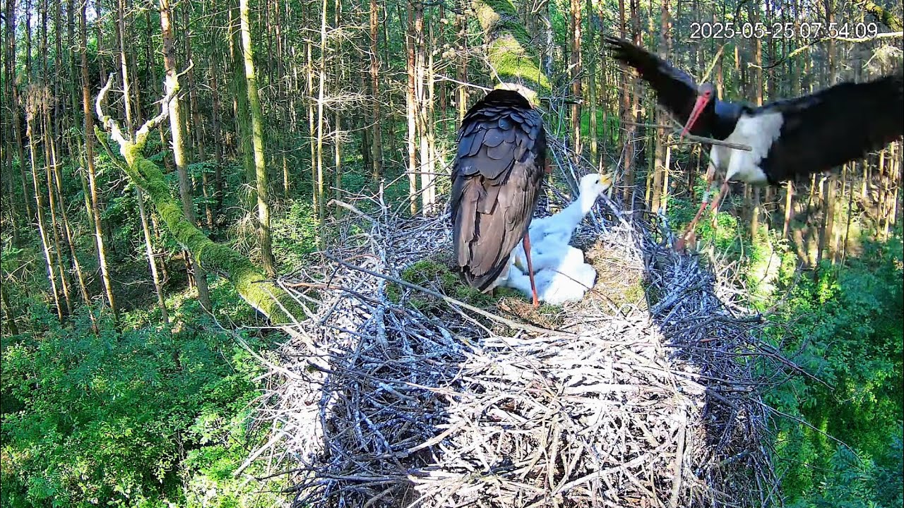 Polska, RDLP w Łodzi - Bociany Czarne Online. Poranek w gnieździe i potrójna wizyta myszołowa 🦅