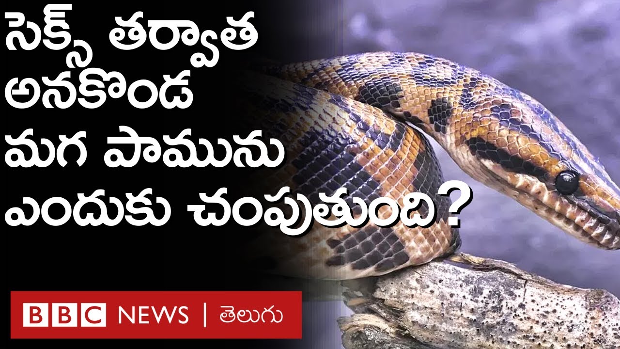 Snakes: సంభోగం తరువాత ఆడ అనకొండ మగ పామును ఎందుకు చంపుతుంది? | BBC Telugu