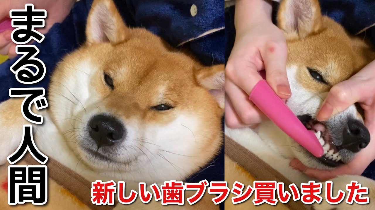 【柴犬】新しい歯ブラシを買ったら、まるで人間の子供のように歯磨きさせてくれました