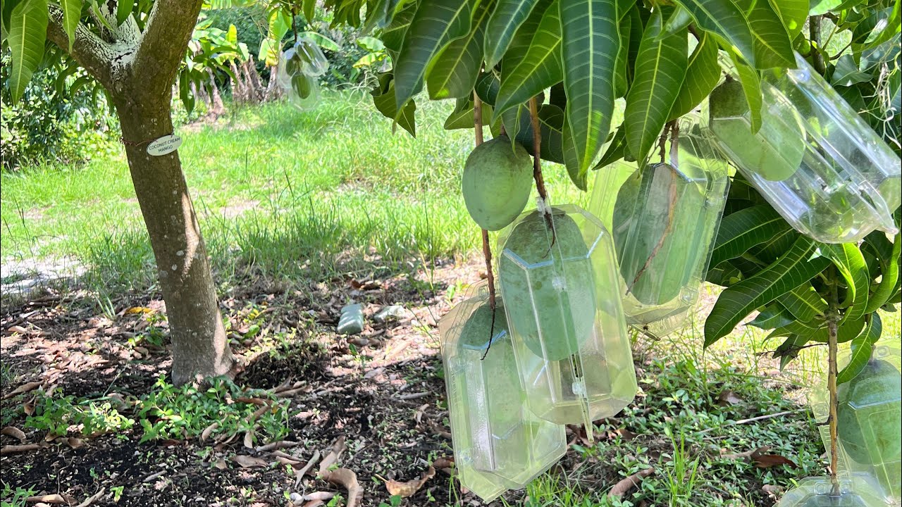 Early July, Mango Fruit Farm Update - Sarasota, Florida