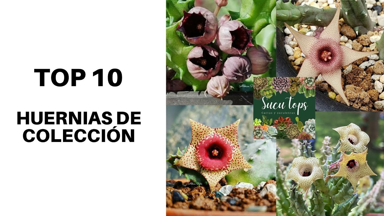 TOP 10 HUERNIAS DE COLECCIÓN
