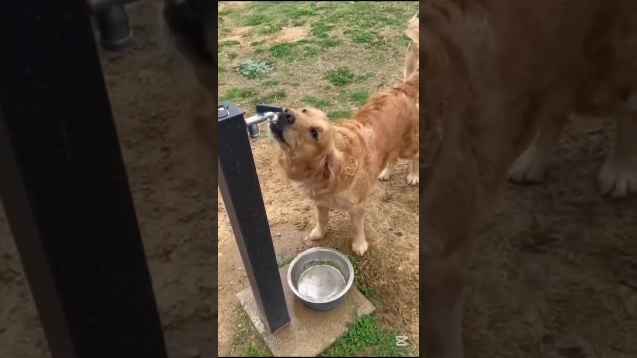 Era una giornata libera … era… #goldenretreivers #golden #cani #cane 🐶❤️