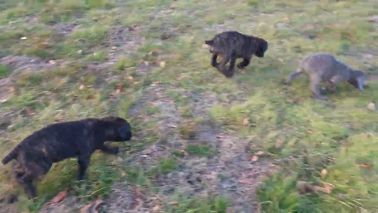 🎥 AVAILABLE CANE CORSO PUPPIES | Brindle Litter | Flavors Cane Corso🐾 