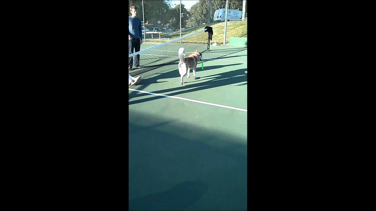 Husky taunting bulldog with frisbee