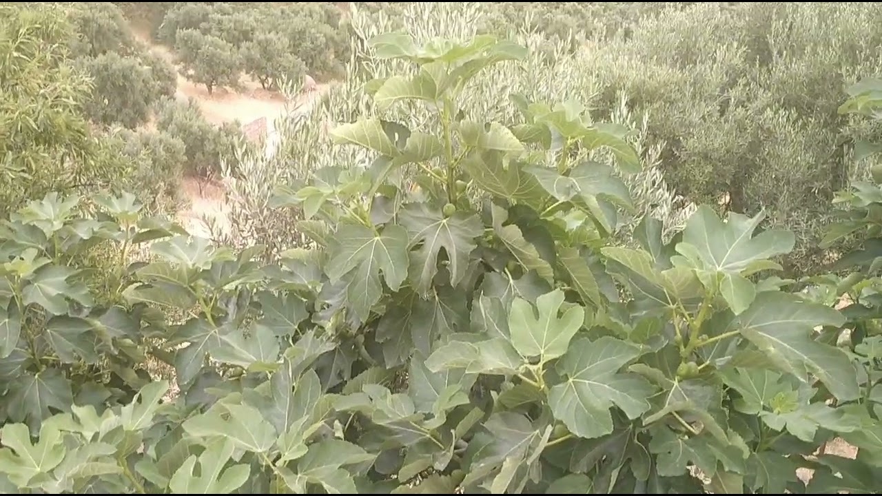 دوار حجار عائشة ، مرنيسة تاونات.   Village hjar Aïcha, marnissa taounate Maroc