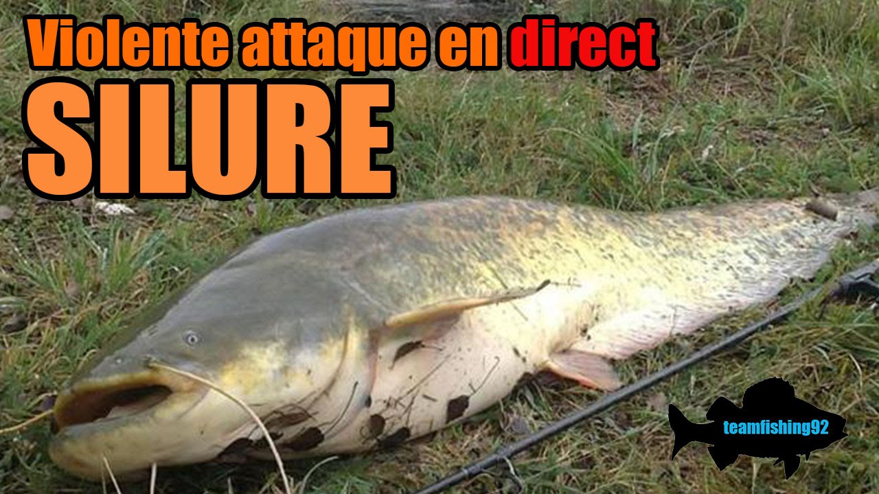 Silure Attaque en direct ! Violent Combat ! Peche aux Leurres